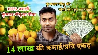 Kumbhkat Lemon Farming in India || कुमकात नीम्बू की खेती || Original Indian Kumbhkat Lemon Plant Buy