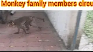 Suman vlogs #monkey#animals#baby#monkey#animals#2025#ka #monkey #movie #and #circus #show #