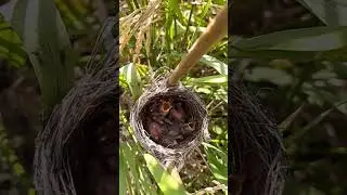 New Beginnings Capturing Newborn Birds in Their Nest || #_Nature_Gaze