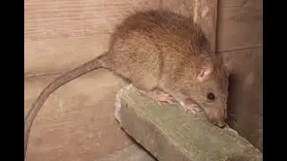Rat Pest Control Near Me- Austin, Tx. Evo Foam Pest Control