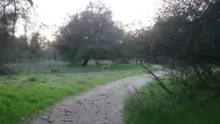 Carmichael-Ancil Hoffman Park