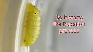 A time lapse of the Pupation of Red Pierrot butterfly (𝘛𝘢𝘭𝘪𝘤𝘢𝘥𝘢 𝘯𝘺𝘴𝘦𝘶𝘴).