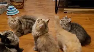 Persian kittens at play. #furraripersians #persiankittensforsale