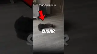 never let your cat eat sugar!