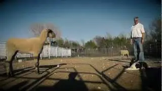 2013 Austin's Fittest Dogs