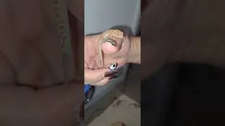 Watch my gecko lose and regrow it's tail in less than 60sec.#tasaterrariums #shortsfeed #shortvideo