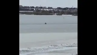 Coyote catches bird on frozen Kirby Lake
