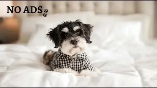 3 Hour Dog Relaxation Music for Separation Anxiety &ndash; Stress Relief & Comfort Soothing Music for Dogs