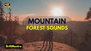 (Calm Mountain Forest Sound) Relaxing Nature Sounds - Birds Chirping -Soothing Forest Birds Singing