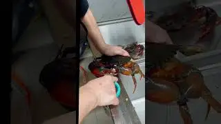 Live crabs  Cooking 🦀 #recipe #food #seafoodprep #seafood #crab
