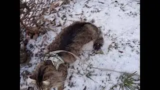 Котик 