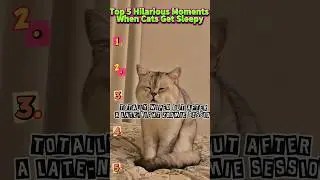 top5: Sleepy Cat Fights The Nap! (Almost Falls Asleep Standing Up 😂) #shorts #cat