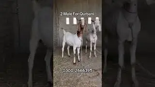 2 Male Goats For Qurbani 2025 #shorts  #ytshorts