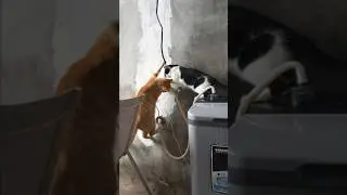 kucing lucu kucing jail  kucing bercanda #v&iacute;deoviral #kucinganggoralucudanimut #kucinglucu #short