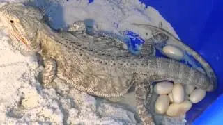Marshmallow Laying 20 Huge Fertile Eggs LIVE!!!