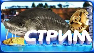 РР4 СТРИМ  •⭐НОВЫЙ ФАРМ СЕРЕБРА и ОХОТА за ТРОФЕЯМИ на РАЗНЫХ ВОДОЁМАХ!⭐#рр4 #рр4стрим