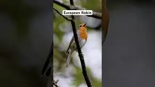 #birding #birdwatching #birdwatcher #birdingcommunity #birdingphotography #birder #europeanrobin