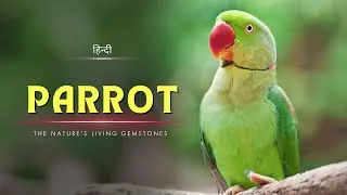 Parrot &ndash; The Nature's Living Gemstones &ndash; [Hindi] &ndash; Infinity Stream