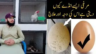 Kachy Ande Dene Wali Murgi ka ilaj | Hens laying thin shelled eggs treatment | 8 March 2022