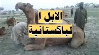 الابل في باكستان | البحث عن الابل  في باكستان| #الابل #السعودية_الكويت_الامارات_قطر_عمان_البحرين_