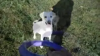 Juego dirigido. Asociaci&oacute;n canina Educadog.
