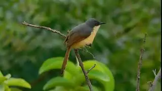 ASHY PRINIA  calling