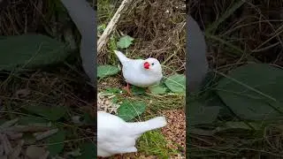 Zebra Finches | Zebra Finch Sounds | Aviary Birds