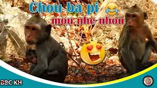 Chou ba pi mou nhe nhou monkey || Monkey Funny || BBC KH