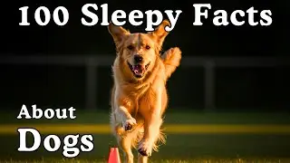 The Most Relaxing Facts About Dogs to Fall Asleep To - Dreamy Science