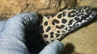 Diving under the sea to catch eels, crabs and sea cucumbers | Part 169-2