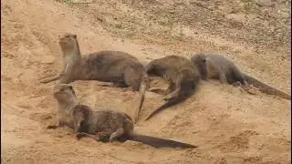 Rare & Protected Smooth-coated Otter Spotted in Indravati Tiger Reserve bijapur, chhattisgarh 