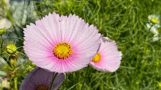 Cupcake Cosmos Flower