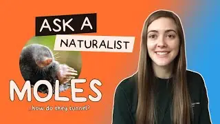 Ask a Naturalist: How Do Moles Tunnel?