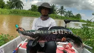Best Personal Record size Season Mama Toman Sg Pendang 2025