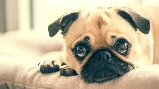 Carlino o Pug o Doguillo. Pros y contras, precio, C&oacute;mo elegir, hechos, cuidado, historia