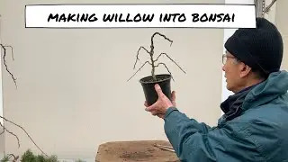 Making Willow Bonsai using Salix Tortuosa