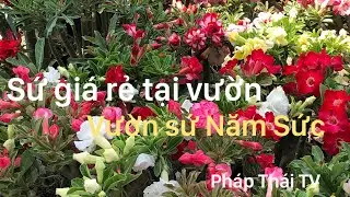 Vườn sứ Năm Sức tham khảo hoa sứ giá rẻ tại vườn.lh//0925193272.