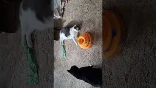 Our cats 3 minute life with our human, Just a random moment of love 