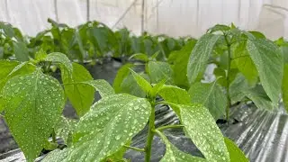 Crop Scouting - Bell Peppers 🫑