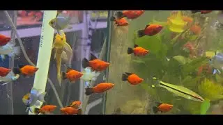 Healthy fishes ❤️ #freshwateraquarium #aquascape #fishtank #fishtok #freshwater #aquarium #fish