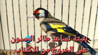تغريد وبتبتة قوية تساعد طائر الحسون على الخروج من الاكتئاب و التغريد بقوة روعة و قوة في التغريد 