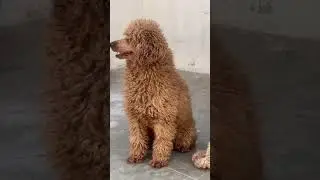 Top quality poodle dog for sale in telugu/+91 93911 88955/BGS pets