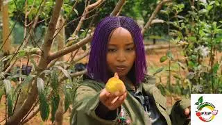PEACH FRUIT FARMING IN KENYA