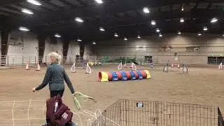 Sprocket UKI Agility FIRST TRIAL! Beginner Speedstakes - 1st place Q
