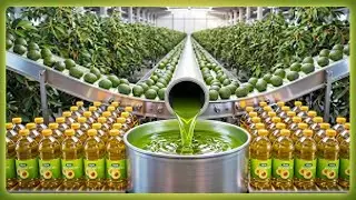 How Avocado Oil Is Made Full Factory Process