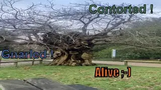 Ancient sweet chestnut tree stands the test of time ! #naturalhistory