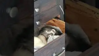Ferret room#cutepets #ferret #funnyanimals #pets #animalshorts #ferretlife #exotic #animals #awesome