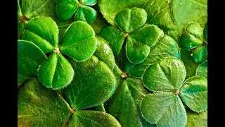 The History Of St. Patrick&rsquo;s Day