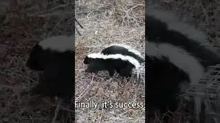 Releasing skunk from live trap without sprayed