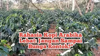 RAHASIA PEMBUNGAAN KOPI ARABIKA AGAR TIDAK MUDAH RONTOK